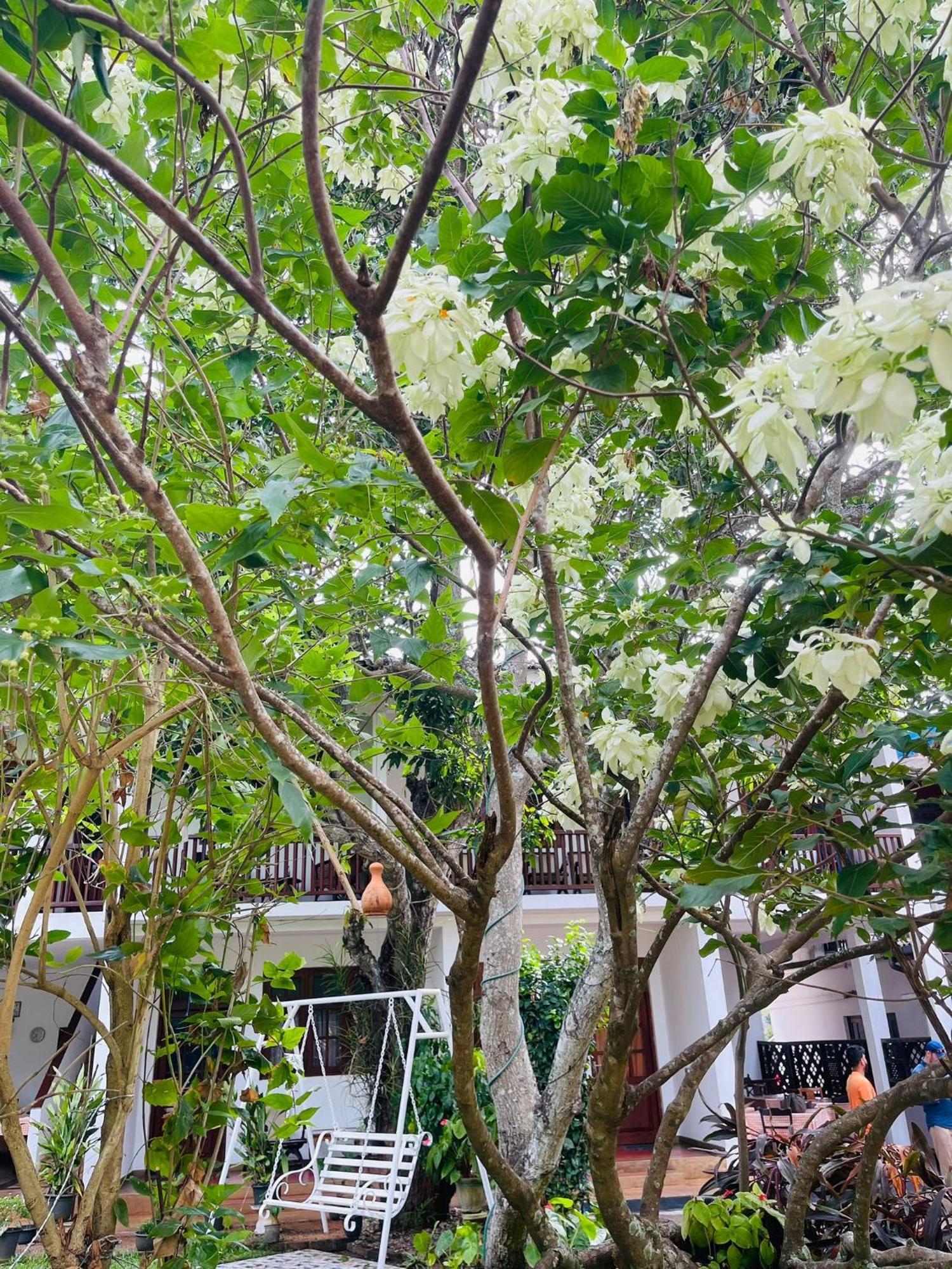 Little Paradise Tourist Guest House And Holiday Home Anuradhapura Eksteriør billede
